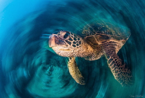 Turtle Whirl: Slow Shutter Spin by Tony Cherbas 